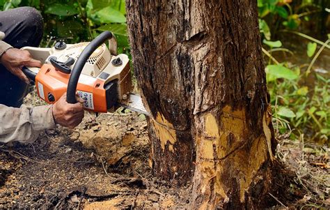 The Art of Tree Pruning: Techniques Explained by Magic Hands Tree Service